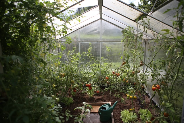 greenhouse with foggy background and tomatoes