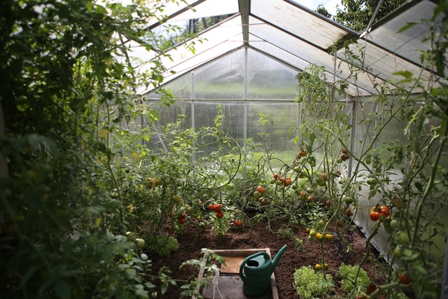 6 Trends Shaping the Home Vegetable Garden Market - Greenhouse Grower