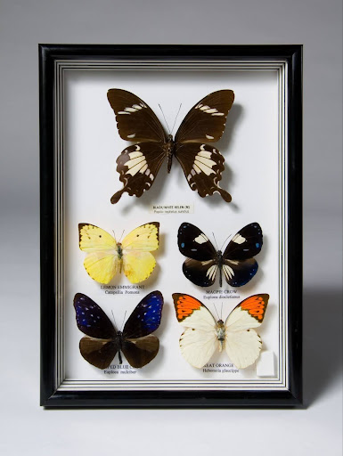 Butterflies in a shadowbox frame