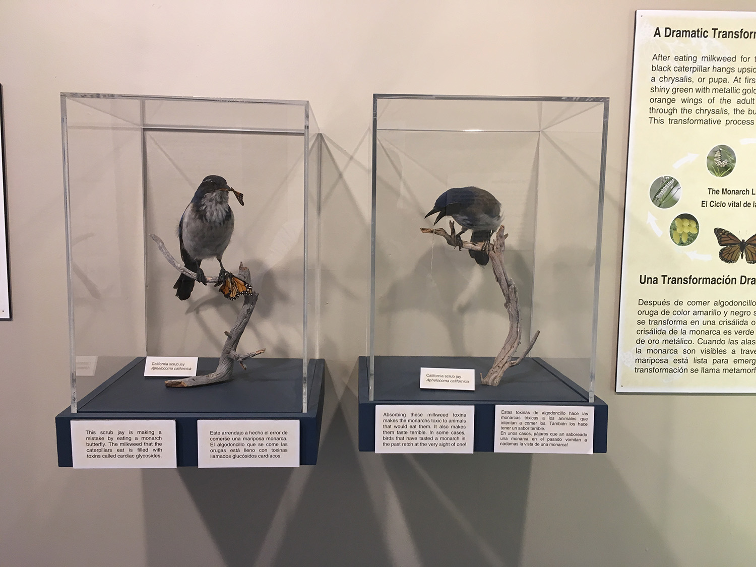 Acrylic Boxes Displayed in Museum 